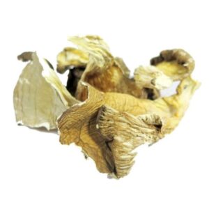 HONGOS GIRGOLAS